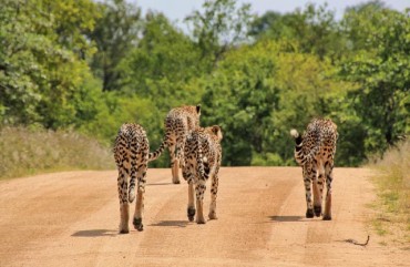 Kruger National Park Climate Chart