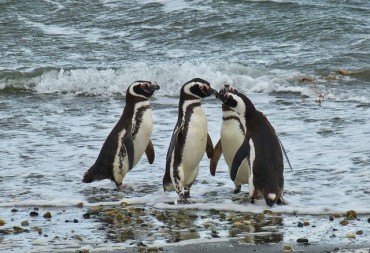 Punta Arenas