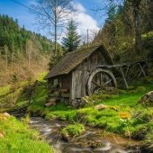 Black Forest