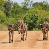 Kruger National Park