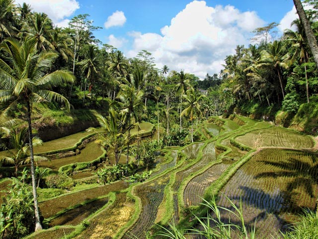 Best Time to Visit Ubud | Holiday weather info | Weather-2-Visit